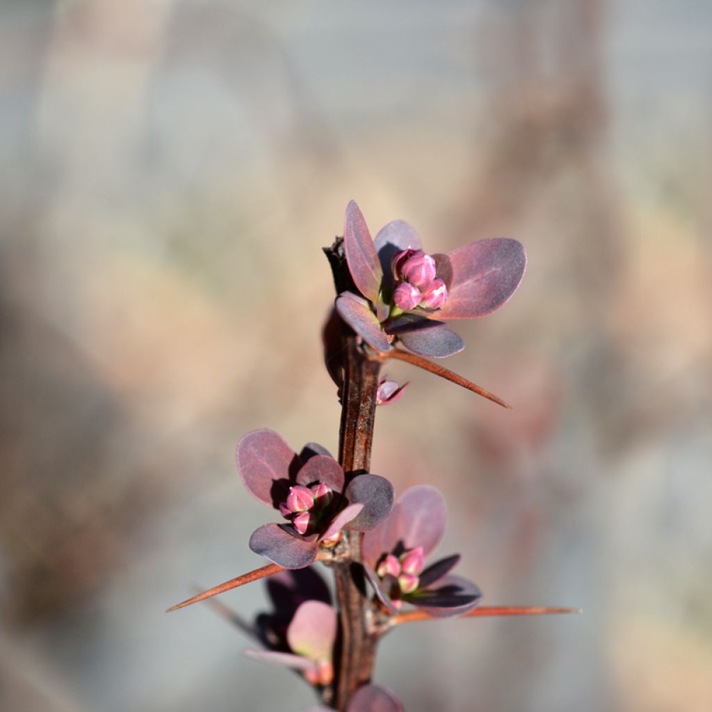 Berberis thunbergii Red Rocket