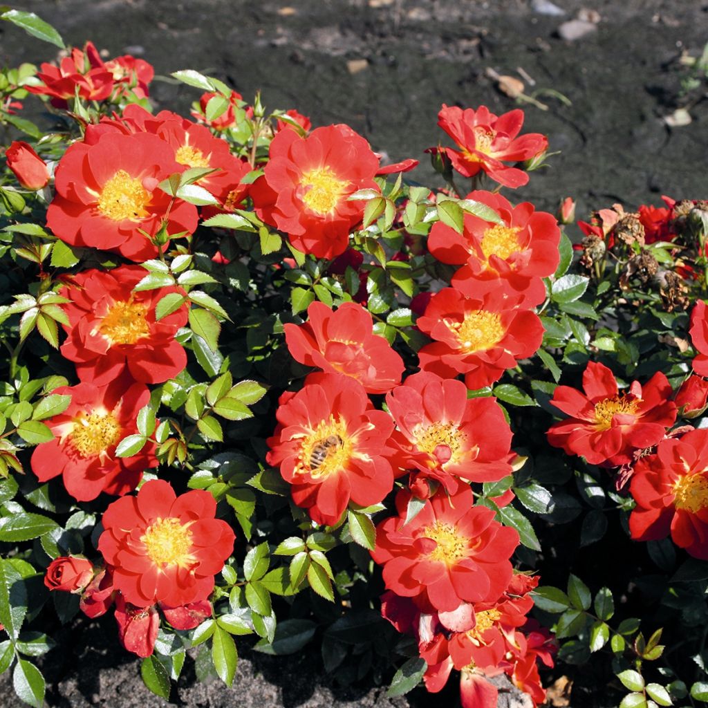 Rosa polyantha Bee's Paradise Light Red - Polyantha-Rose