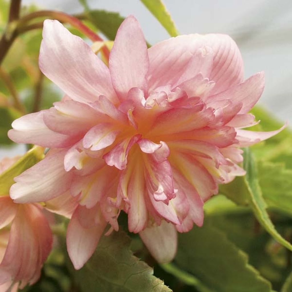 Begonie Belleconia Soft Orange - Begonia