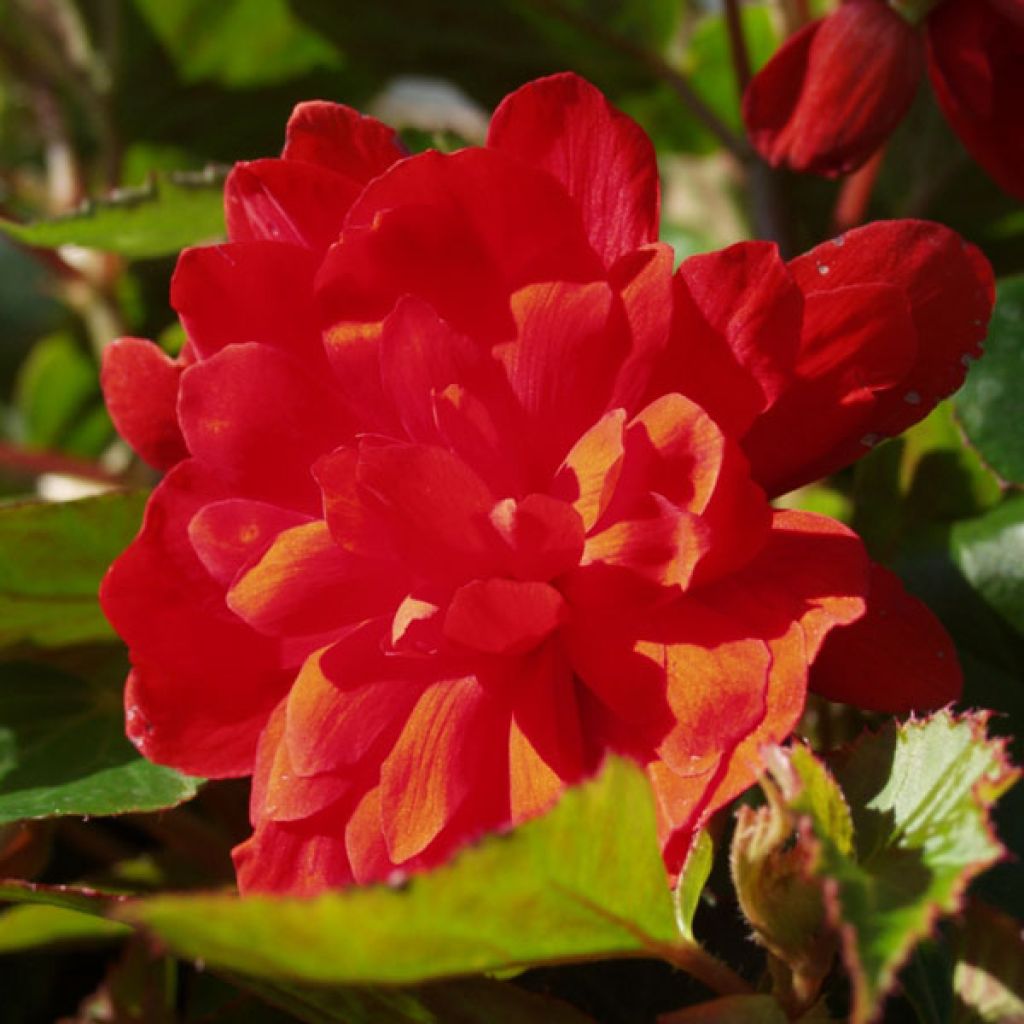 Begonie Belleconia Hot orange - Begonia