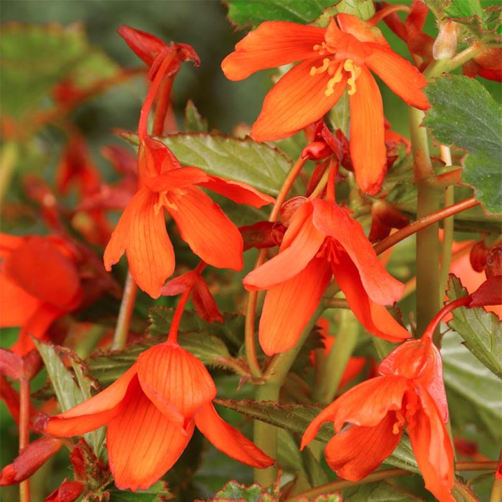 Begonie Tuberhybrida Bertini - Begonia