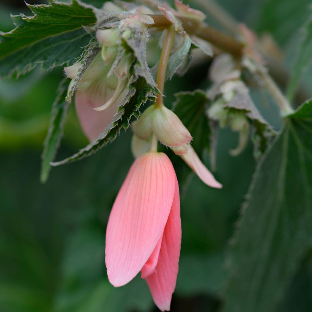 Begonie San Francisco (Samen) - Begonia Boliviensis