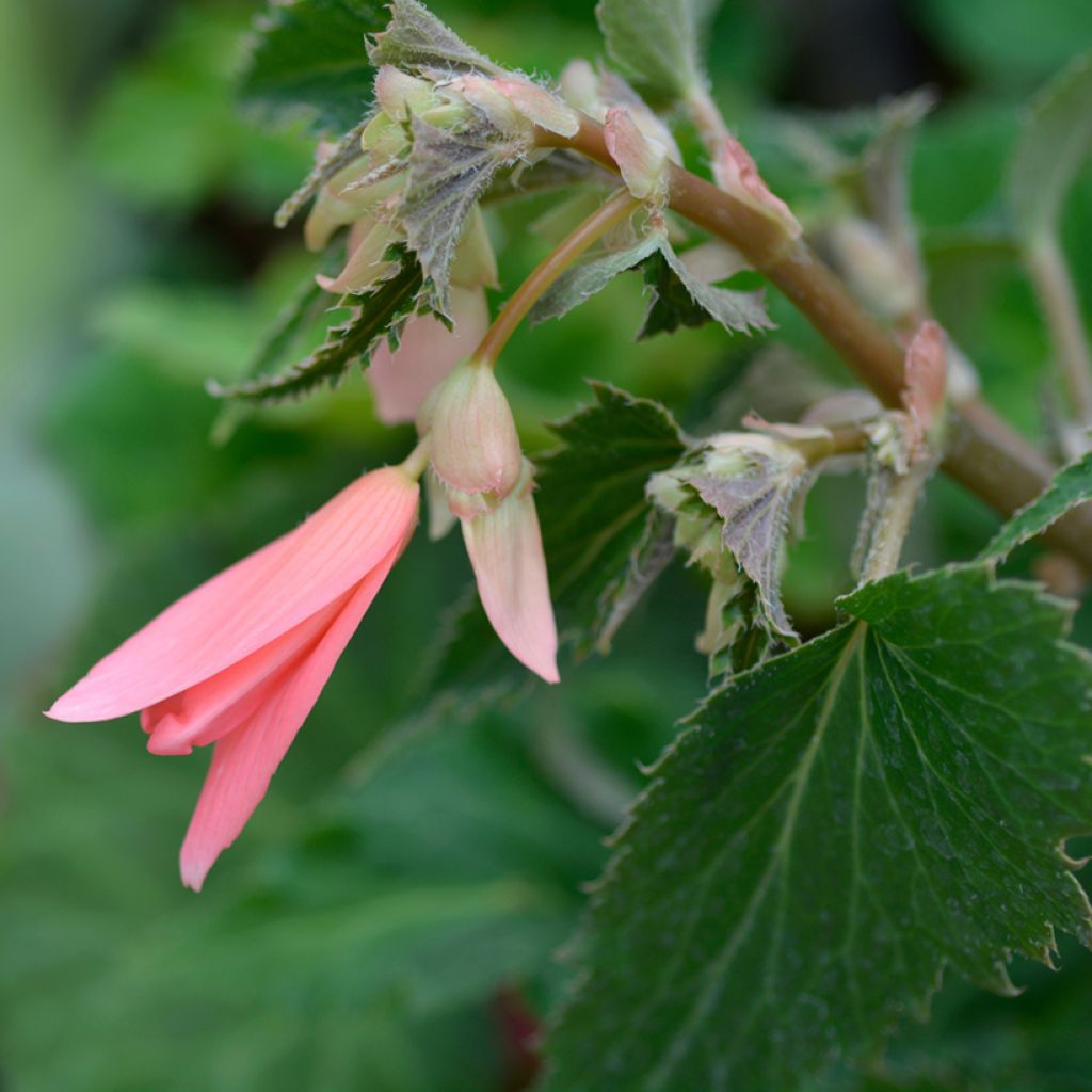 Begonie San Francisco (Samen) - Begonia Boliviensis