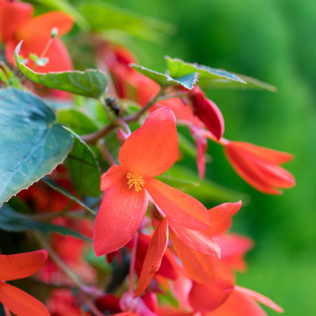 Begonie Santa Cruz (Samen) - Begonia Boliviensis