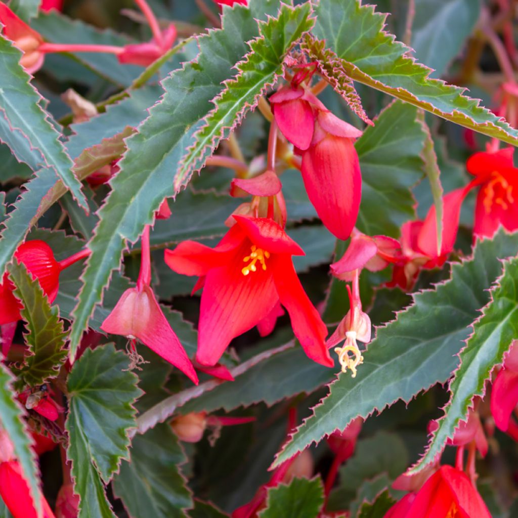 Begonie Santa Cruz (Samen) - Begonia Boliviensis