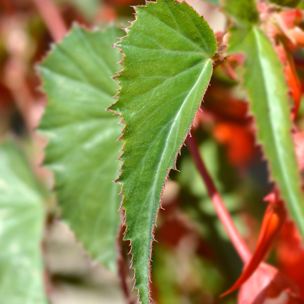 Begonie Santa Cruz (Samen) - Begonia Boliviensis