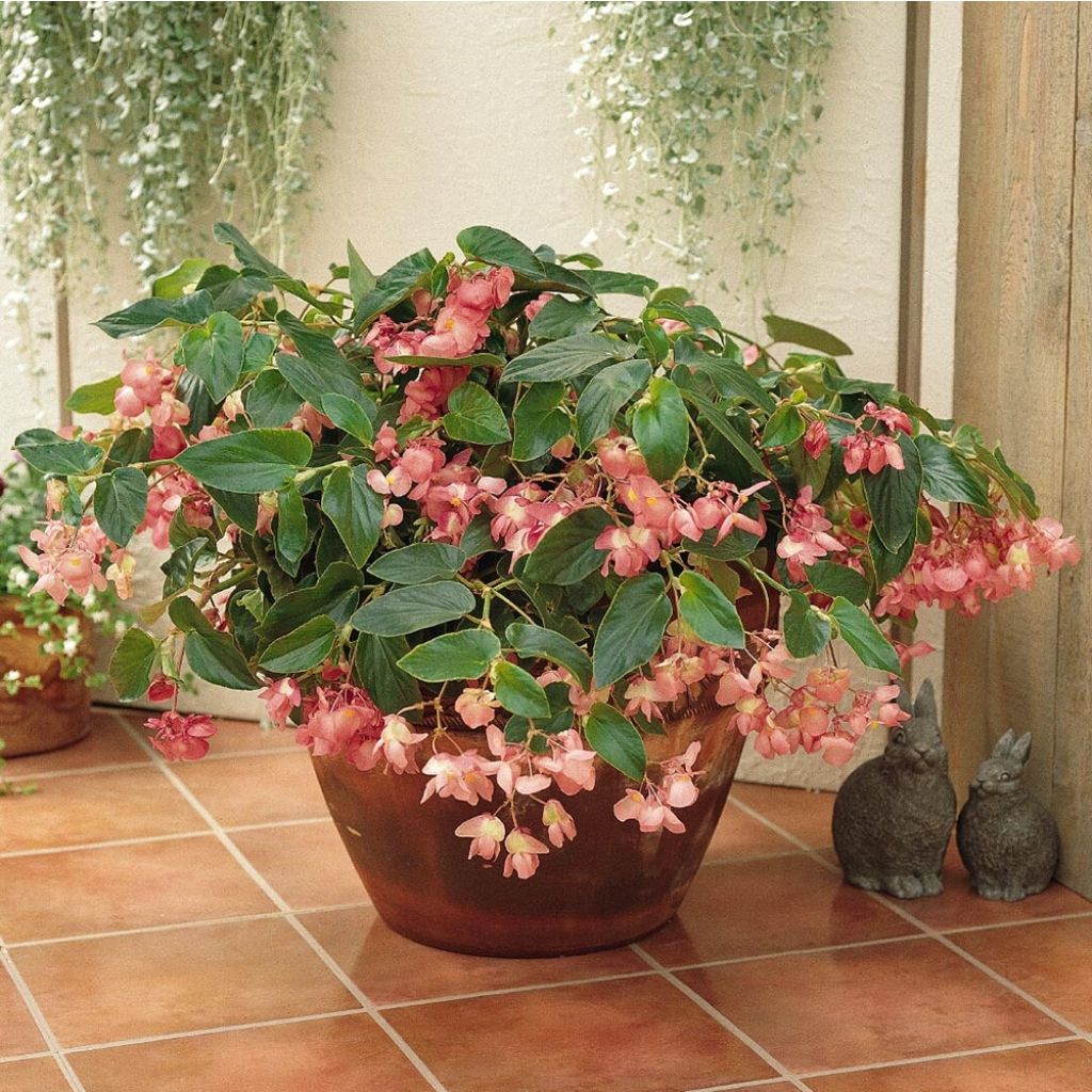 Begonie Dragon Wing Pink - Begonia semperflorens