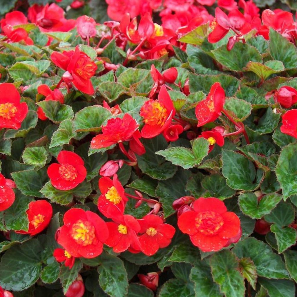 Begonie Flamboyant - Begonia multiflora