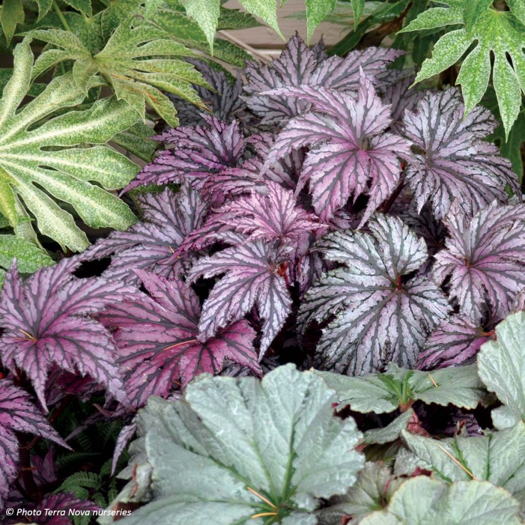 Begonie Garden Angel Plum - Begonia