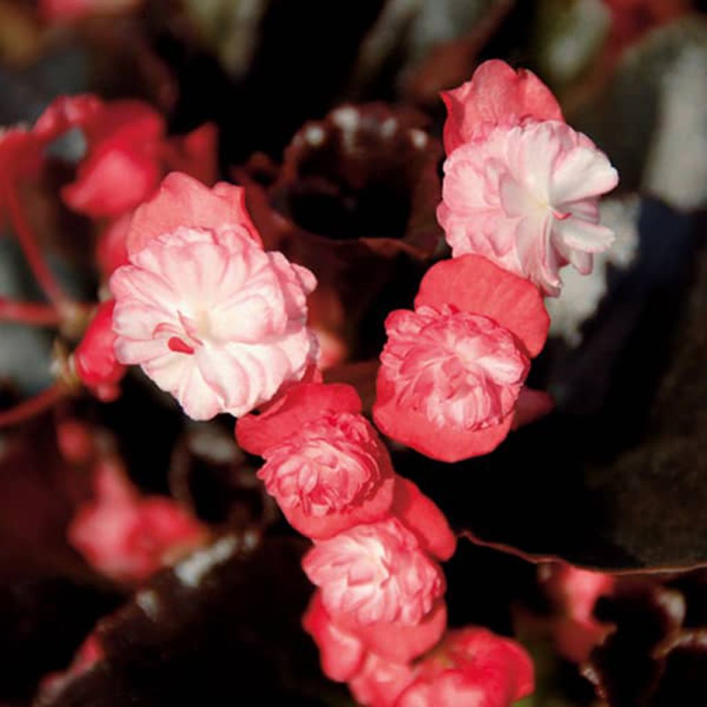 Begonie Gumdrop Coco Rose - Begonia semperflorens