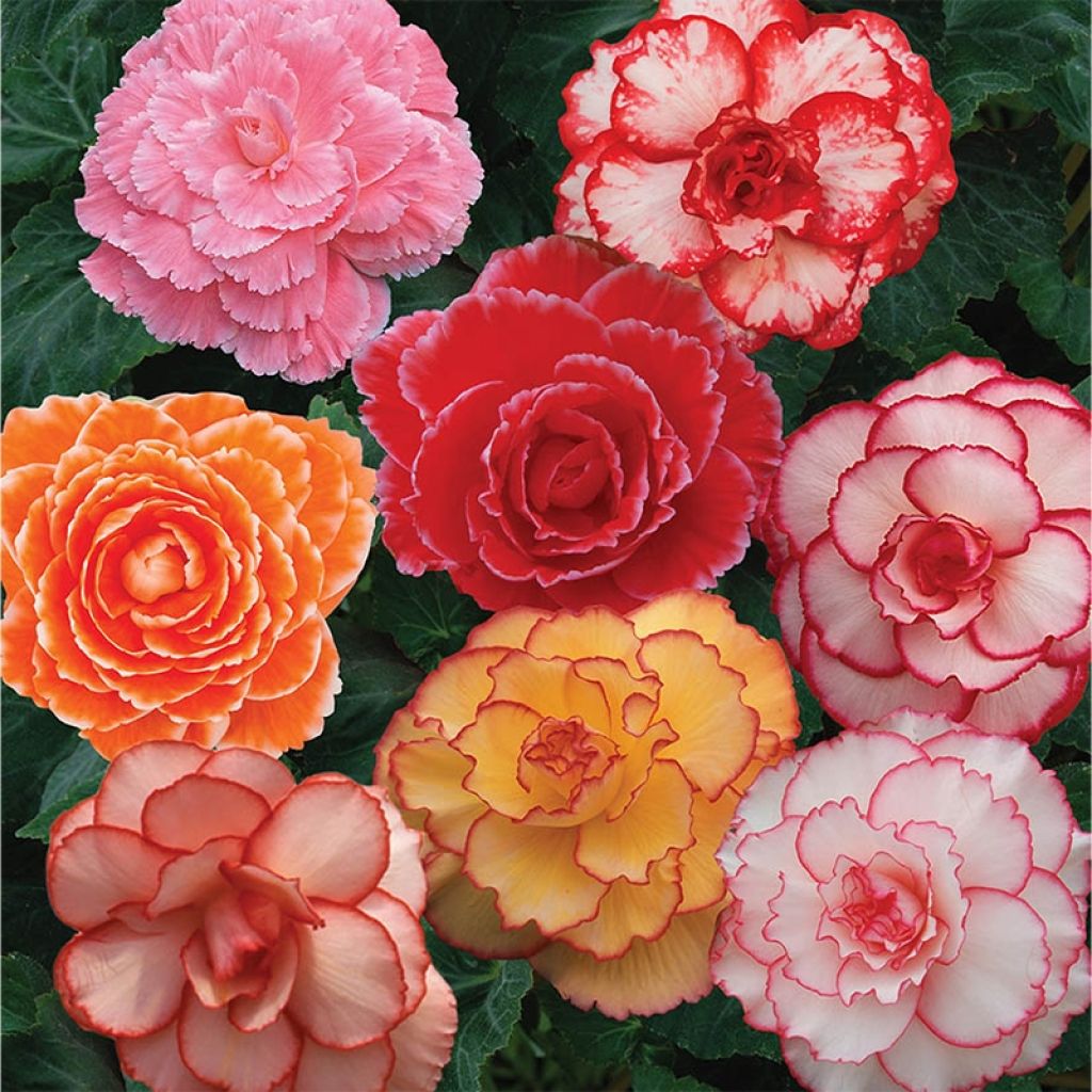 Begonie picotée Mix - Begonia tuberhybrida