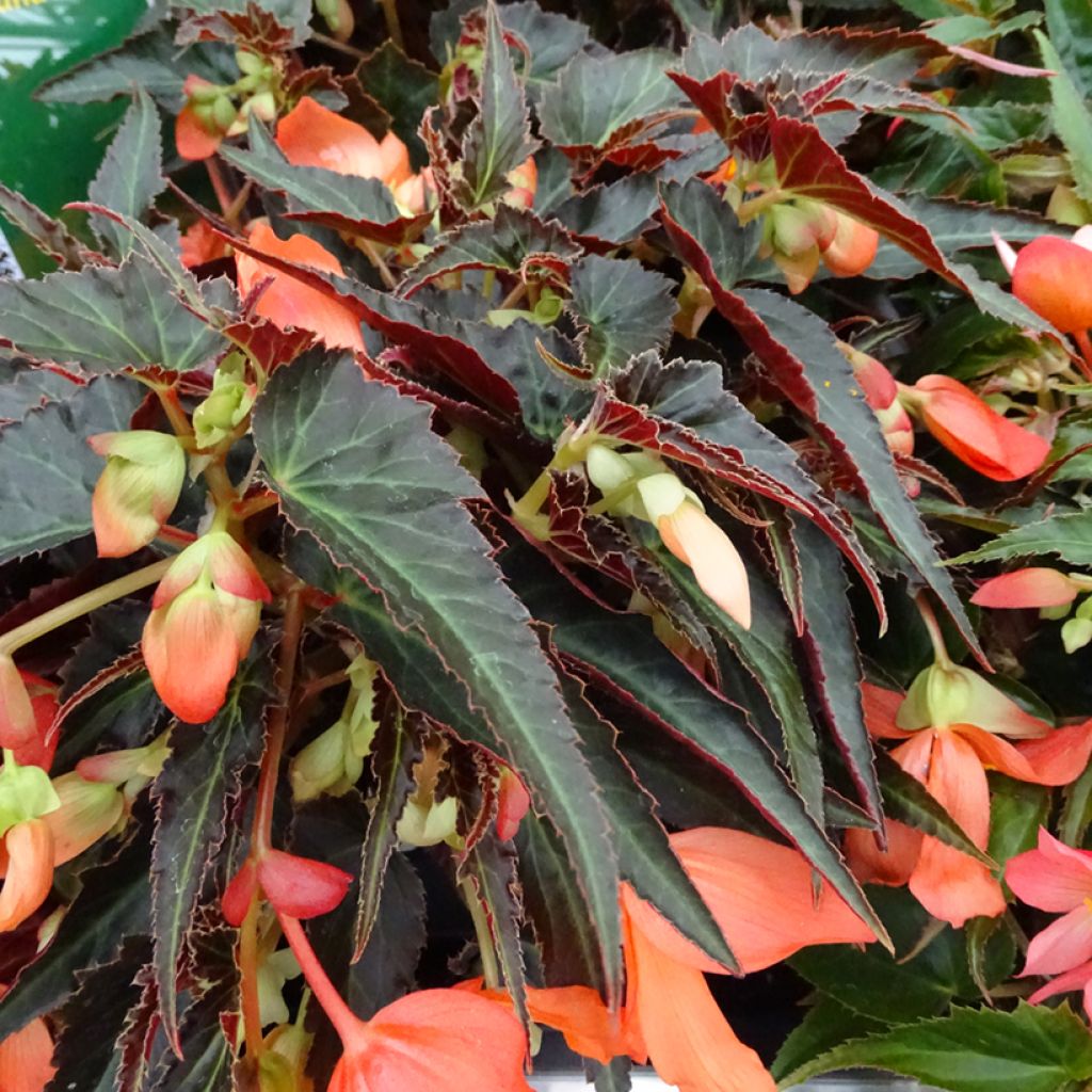 Begonie Summerwings Orange - Begonia boliviensis