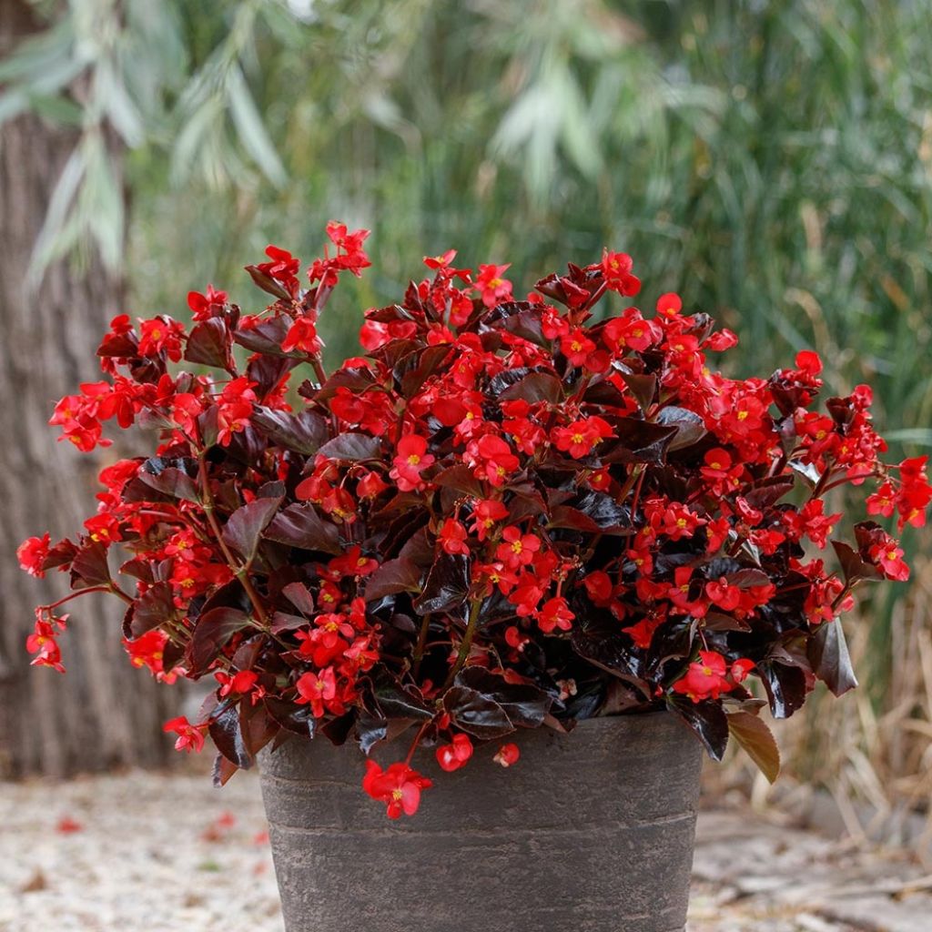 Begonie Viking Bronze Red - Begonia