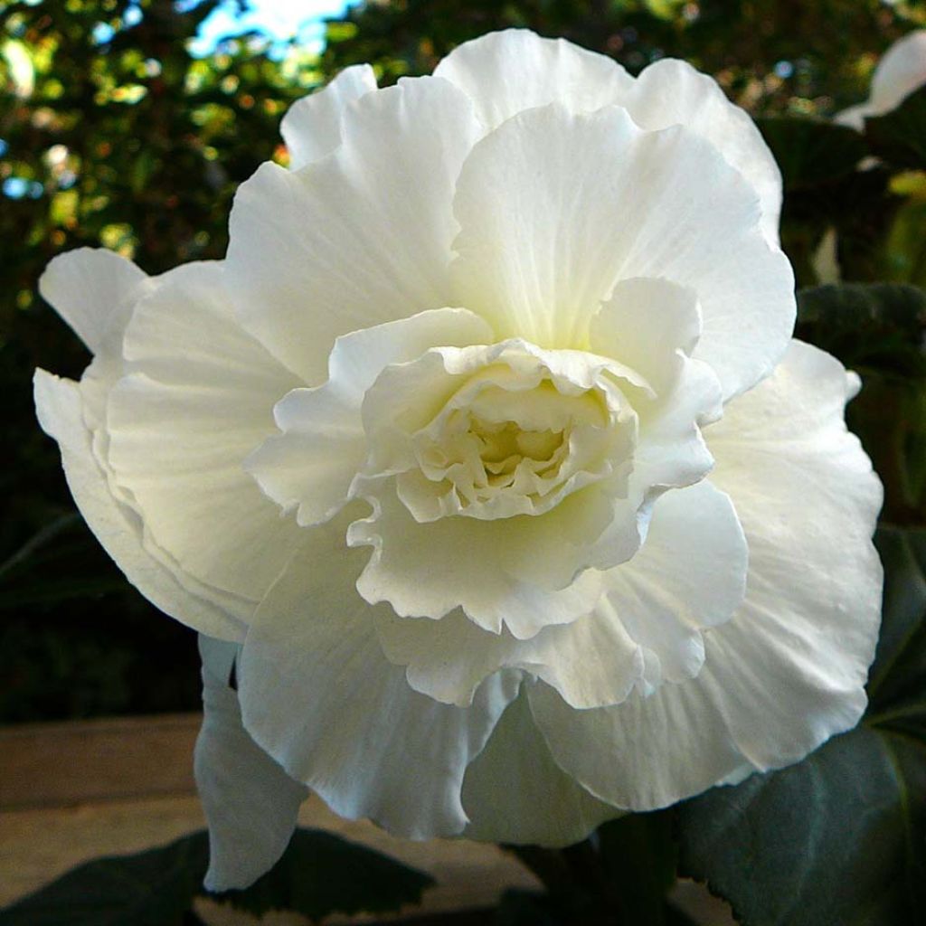 Begonie Blanc - Begonia grandiflora