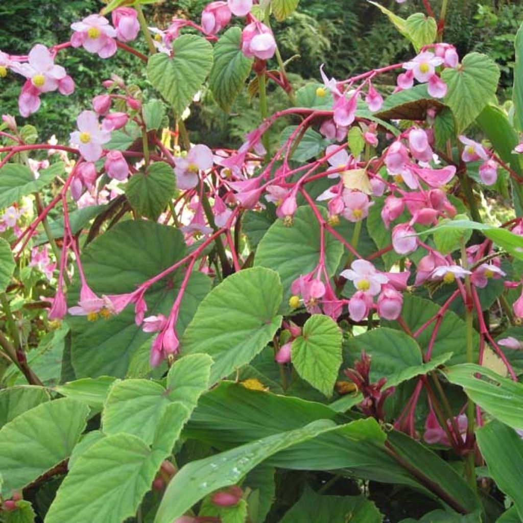 Begonia grandis subsp. evansiana - Begonie