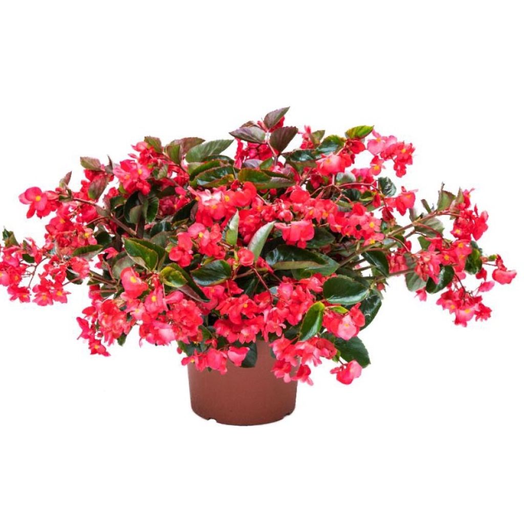 Begonie Viking Trailing Pink - Begonia