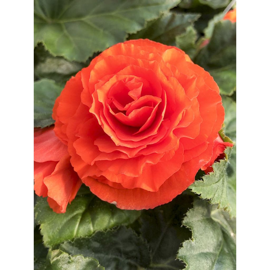 Begonie Non-Stop Orange F1 (Samen) - Begonia