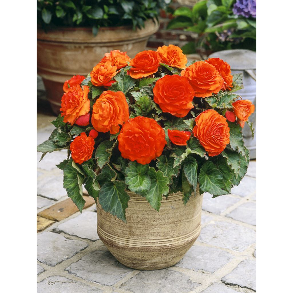 Begonie Non-Stop Orange F1 (Samen) - Begonia