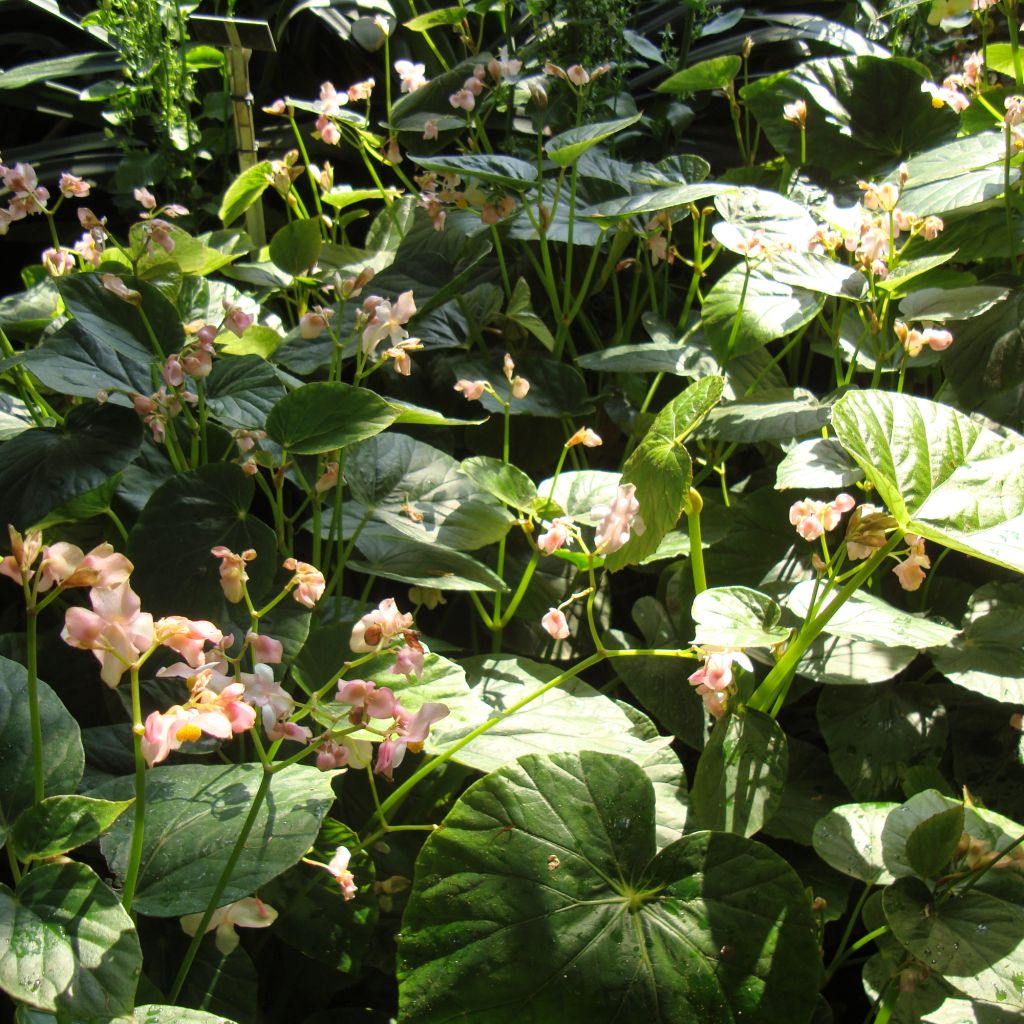 Begonia ravenii - Begonie