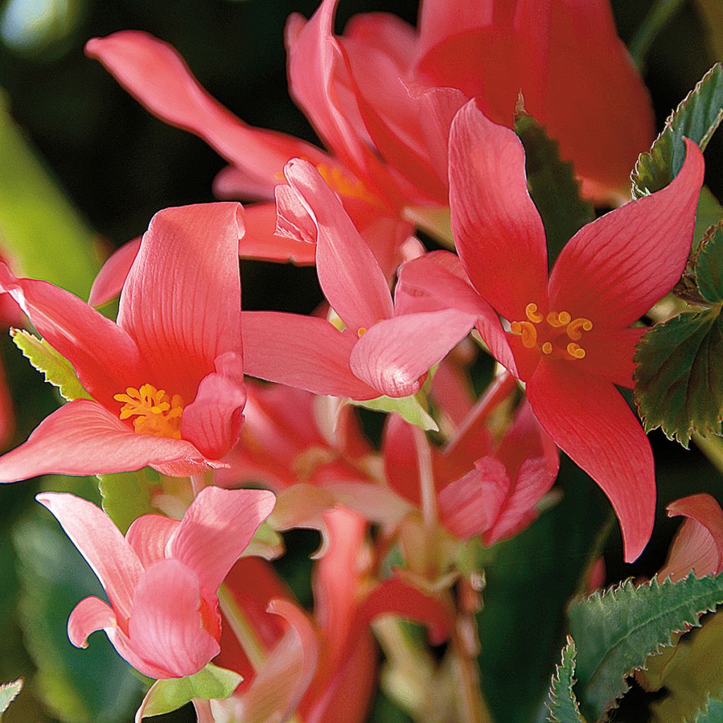 Begonie Summerwings Rose - Begonia boliviensis