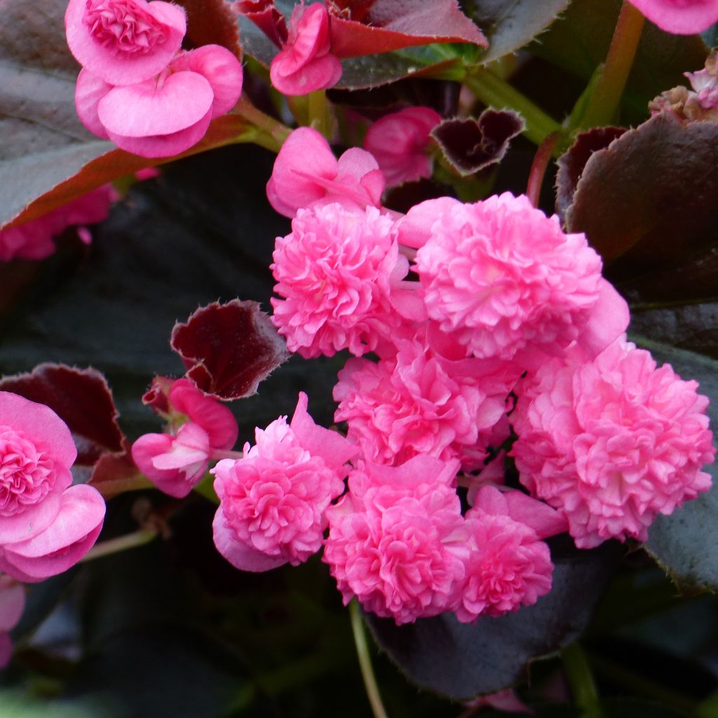 Begonie Doublet Rose - Begonia semperflorens