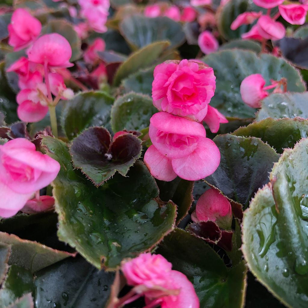 Begonie Doublet Rose - Begonia semperflorens