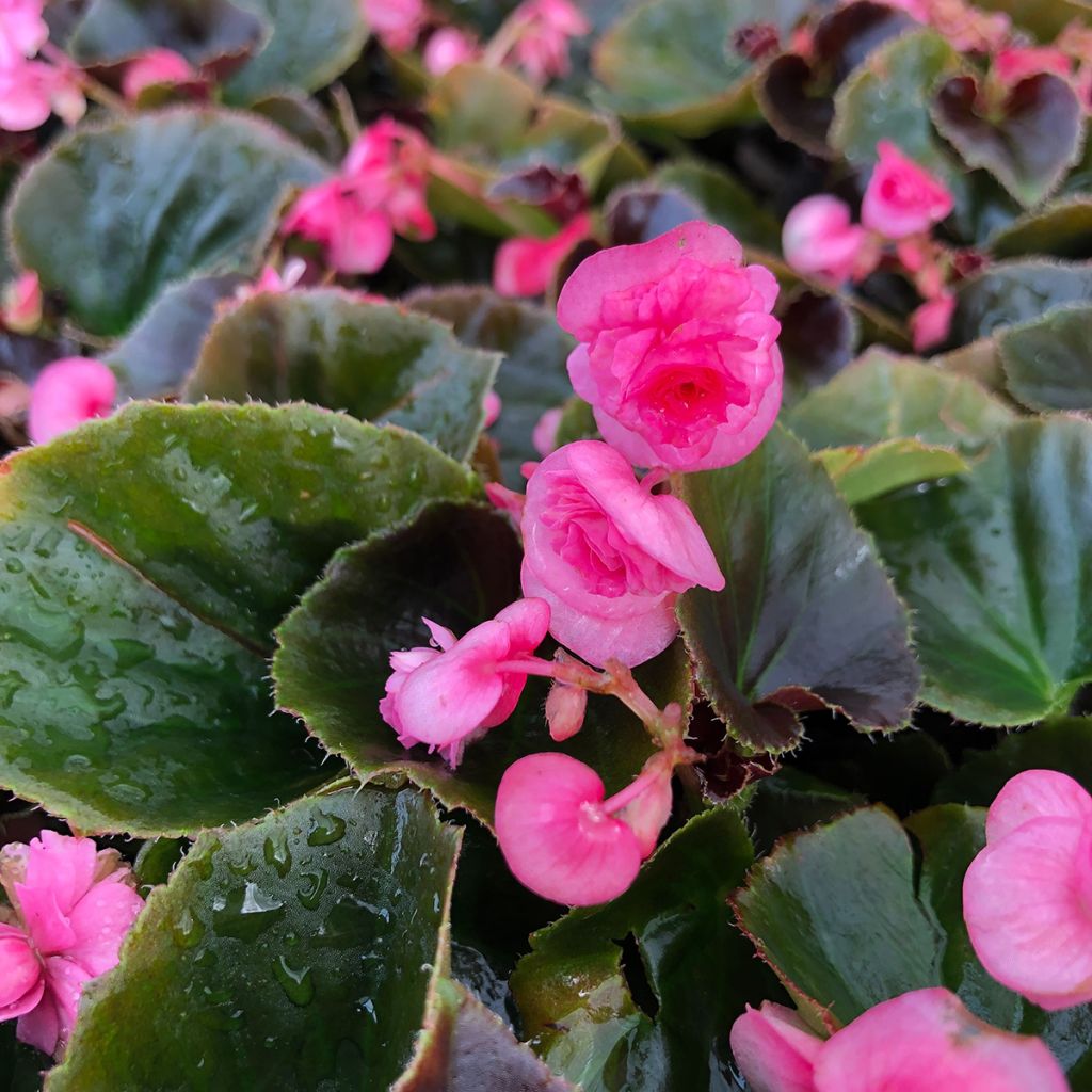 Begonie Doublet Rose - Begonia semperflorens