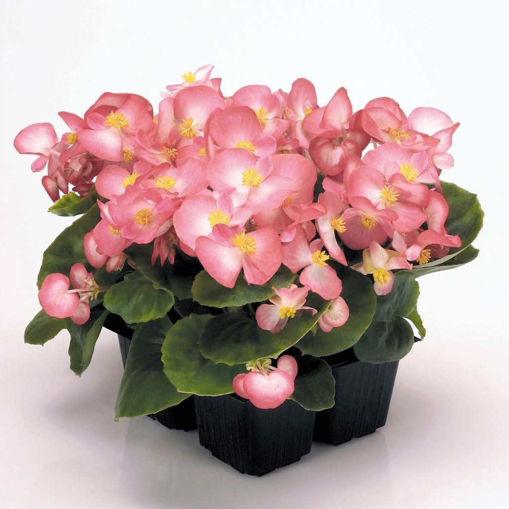 Begonie Mascotte Bicolour Improved - Begonia semperflorens