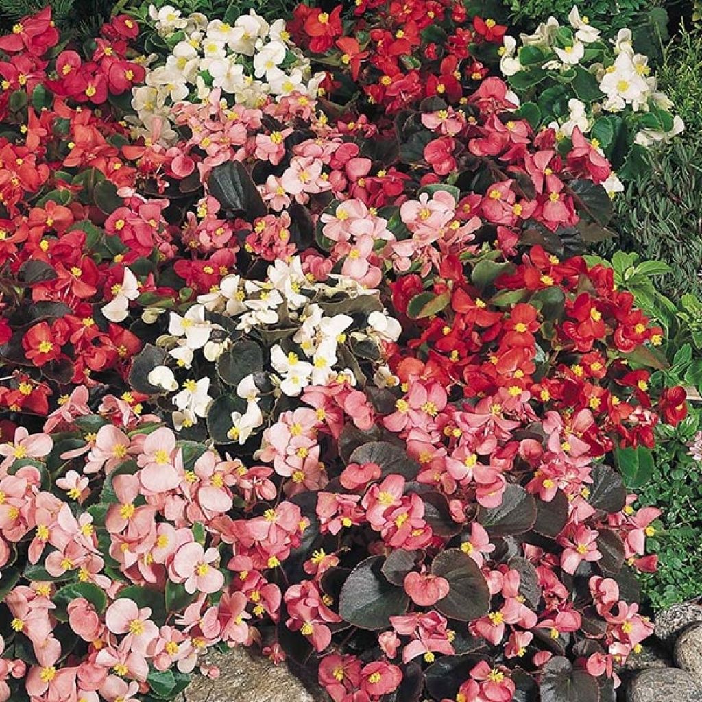 Begonie Organdy F1 Mix - Begonia semperflorens