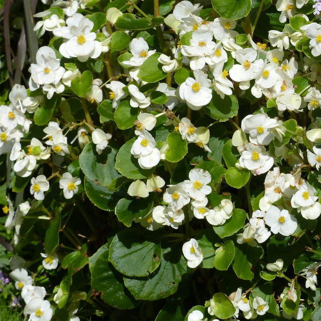 Begonie Super Olympia White - Begonia semperflorens