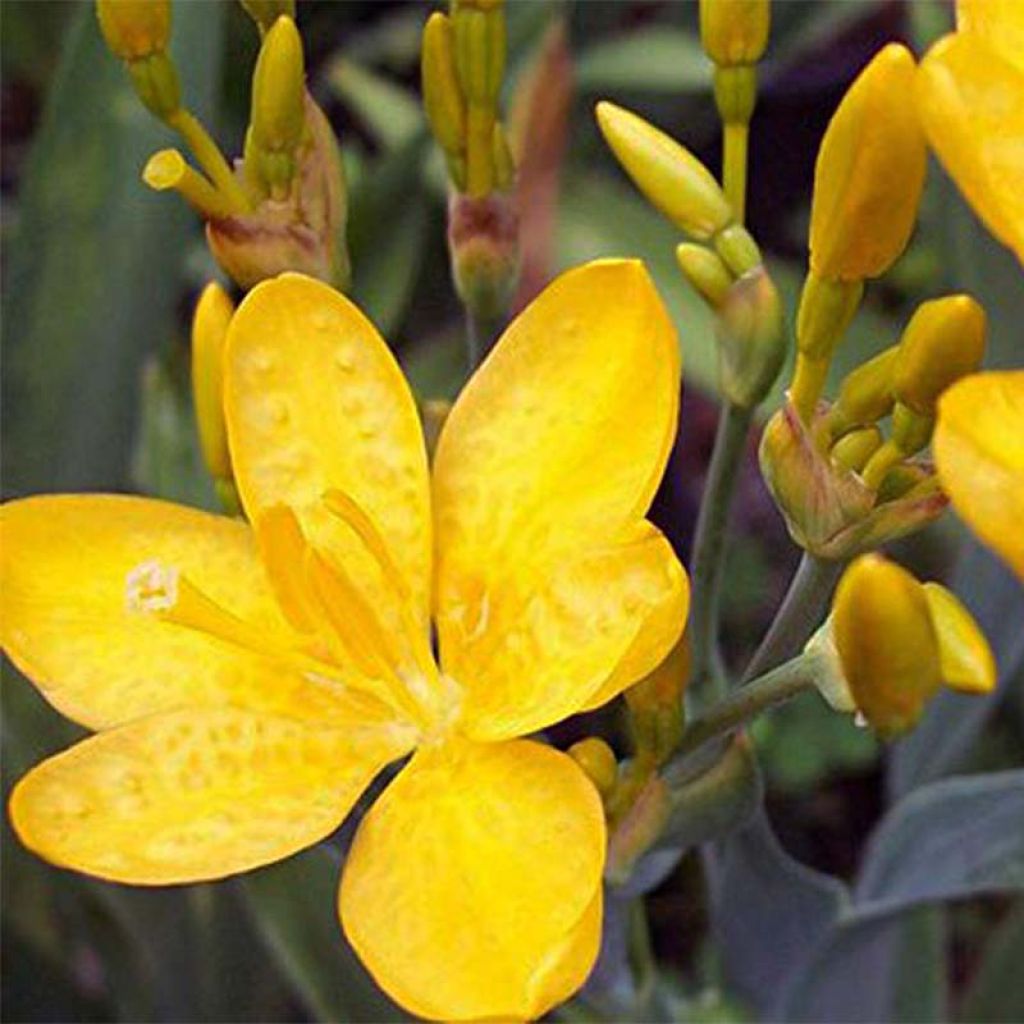 Belamcanda chinensis Hello Yellow - Leopardenblume