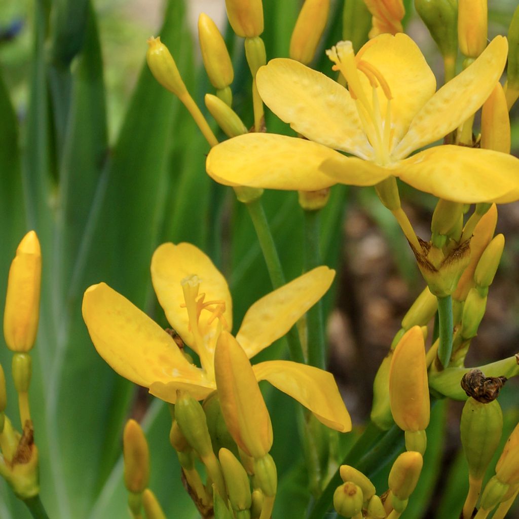 Belamcanda chinensis Hello Yellow - Leopardenblume