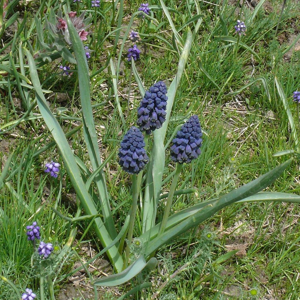 Bellevalia pycnantha - Muscari paradoxal