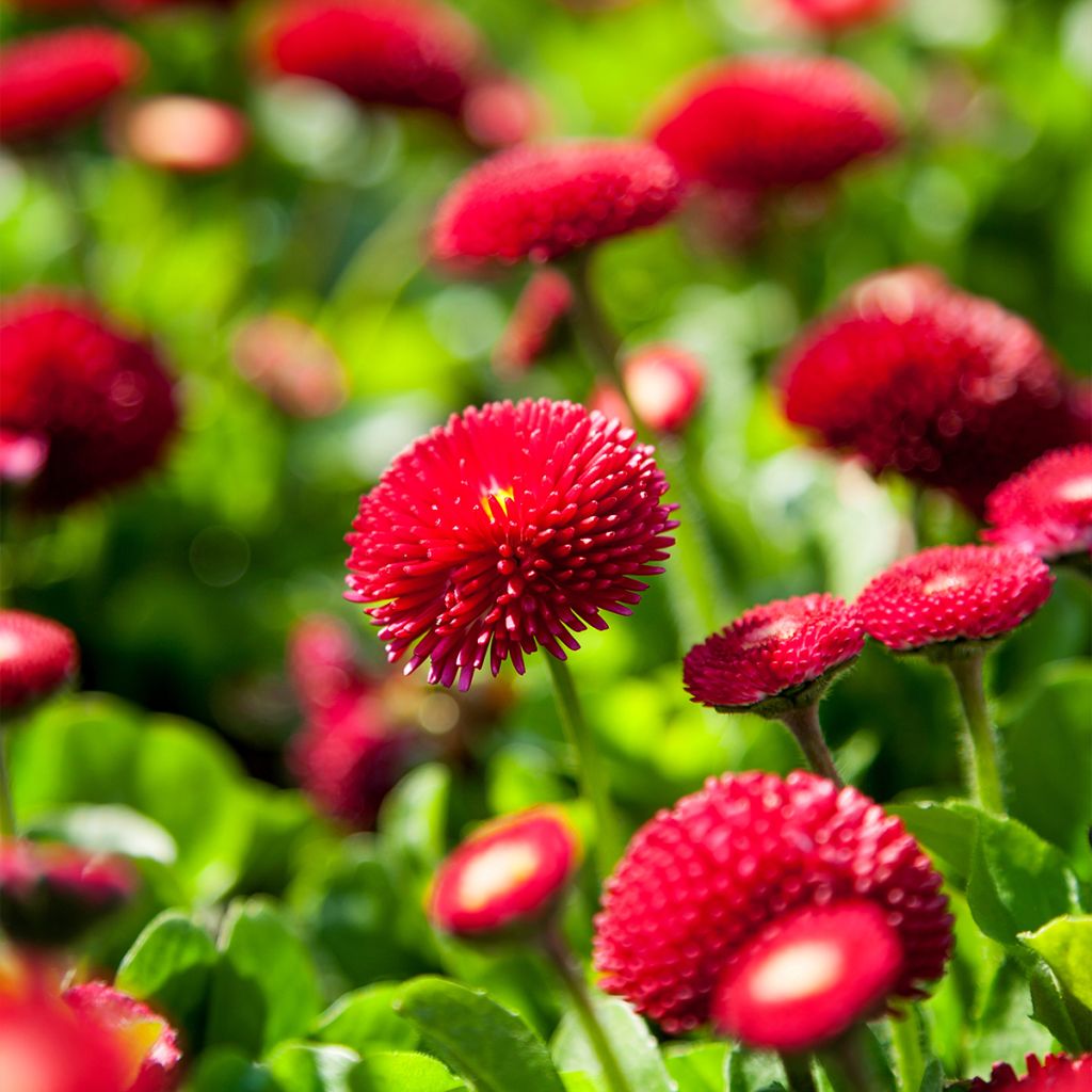 Bellis perennis Roode - Gänseblümchen