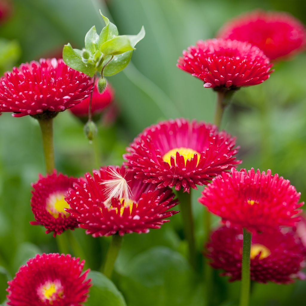 Bellis perennis Roode -  Pâquerette rouge