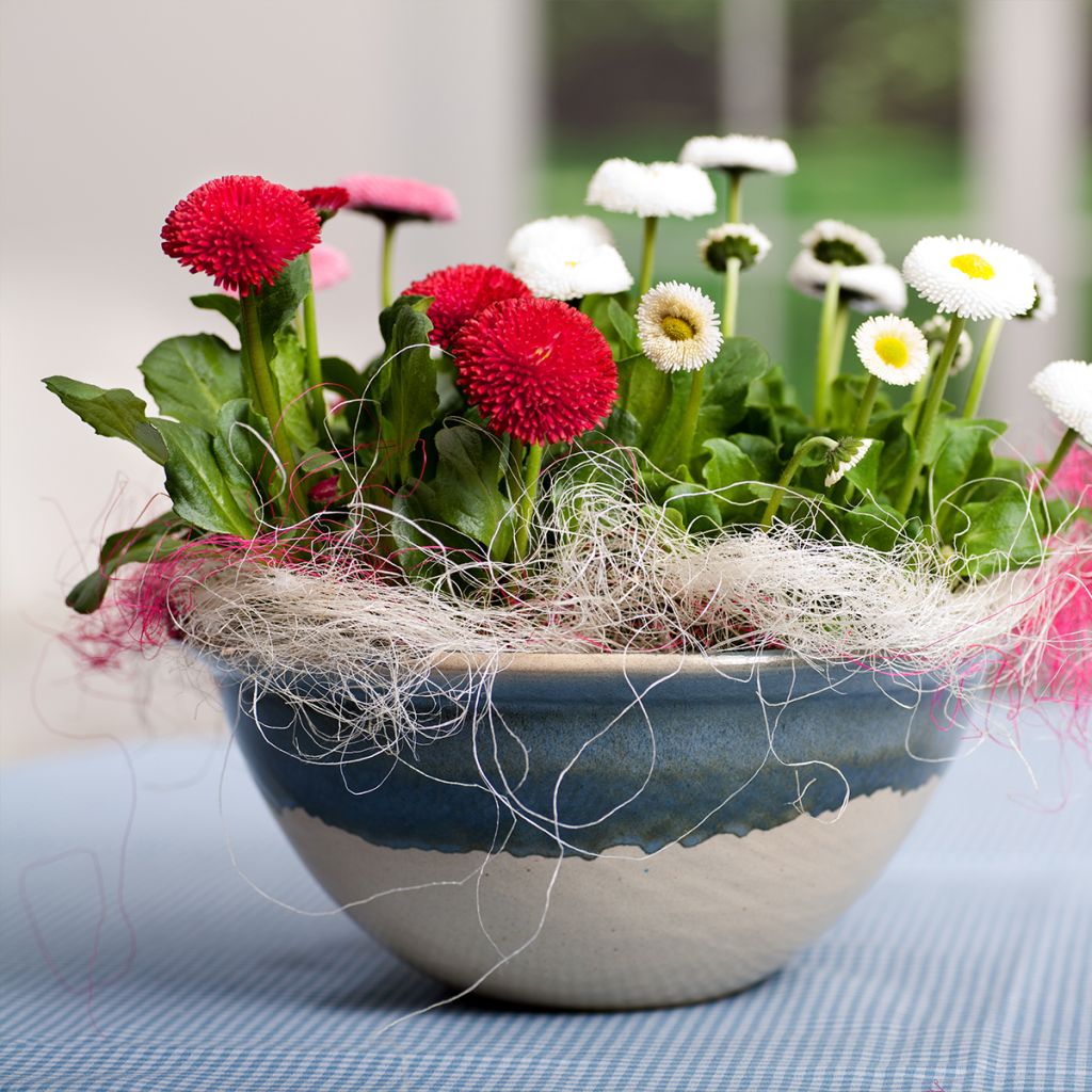 Bellis perennis Roode -  Pâquerette rouge