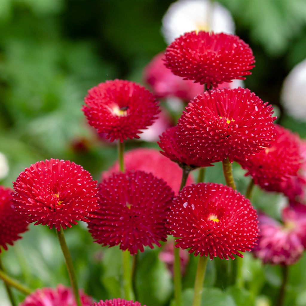 Bellis perennis Roode -  Pâquerette rouge