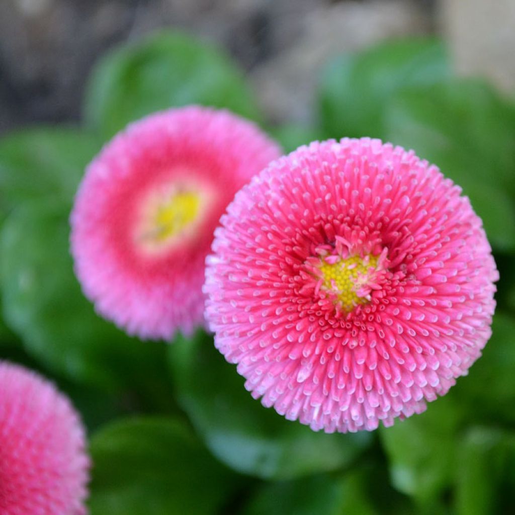 Bellis perennis Roze - Gänseblümchen