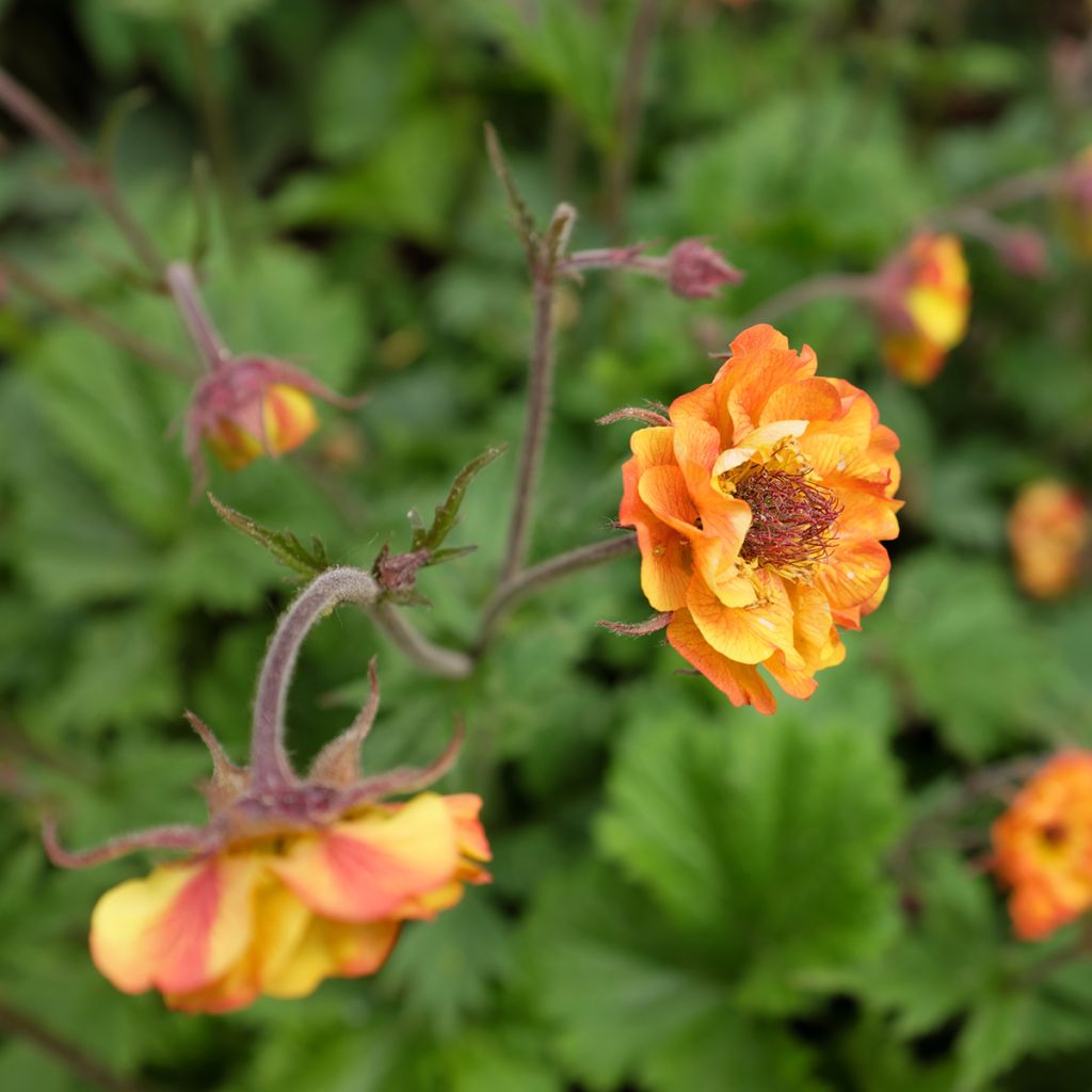 Geum Cocktail Alabama Slammer - Nelkenwurz