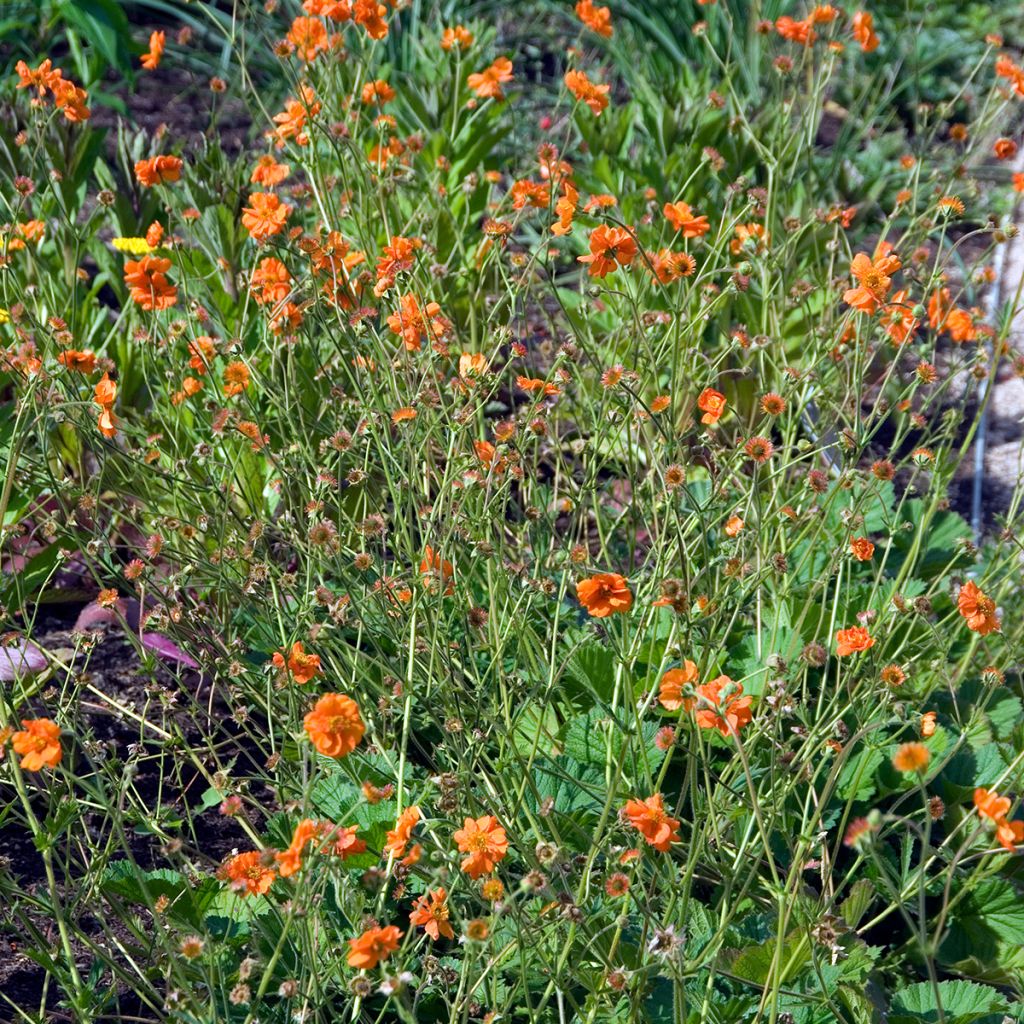 Geum chiloense Dolly North - Chilenische Nelkenwurz