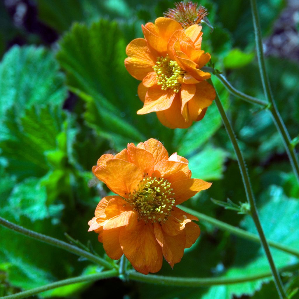 Geum chiloense Dolly North - Chilenische Nelkenwurz