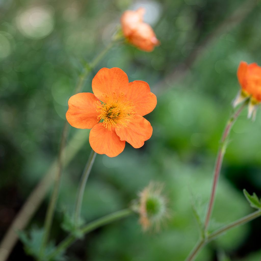 Geum chiloense Sigiswang - Chilenische Nelkenwurz