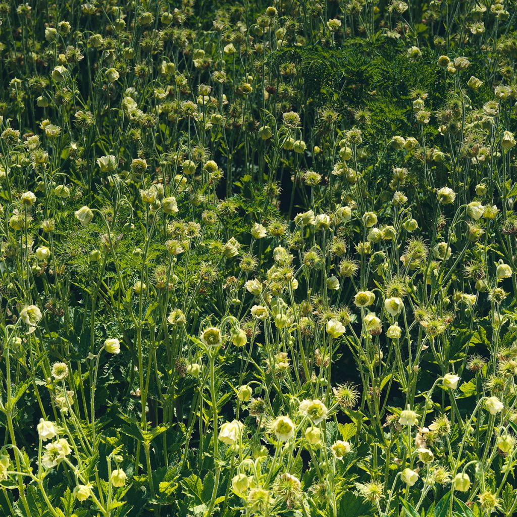 Geum rivale Album - Bach-Nelkenwurz