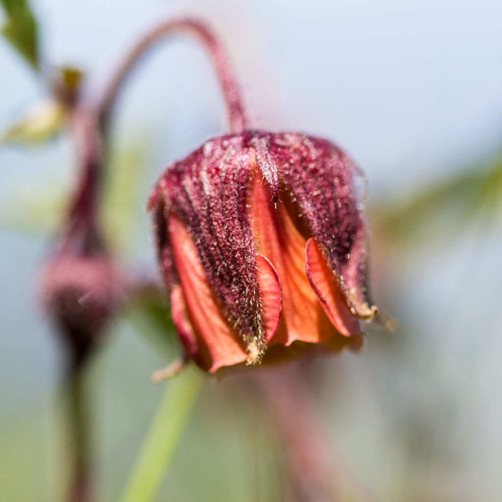 Geum rivale - Bach-Nelkenwurz