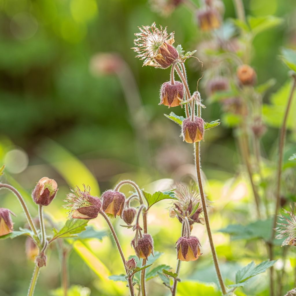 Geum rivale - Bach-Nelkenwurz