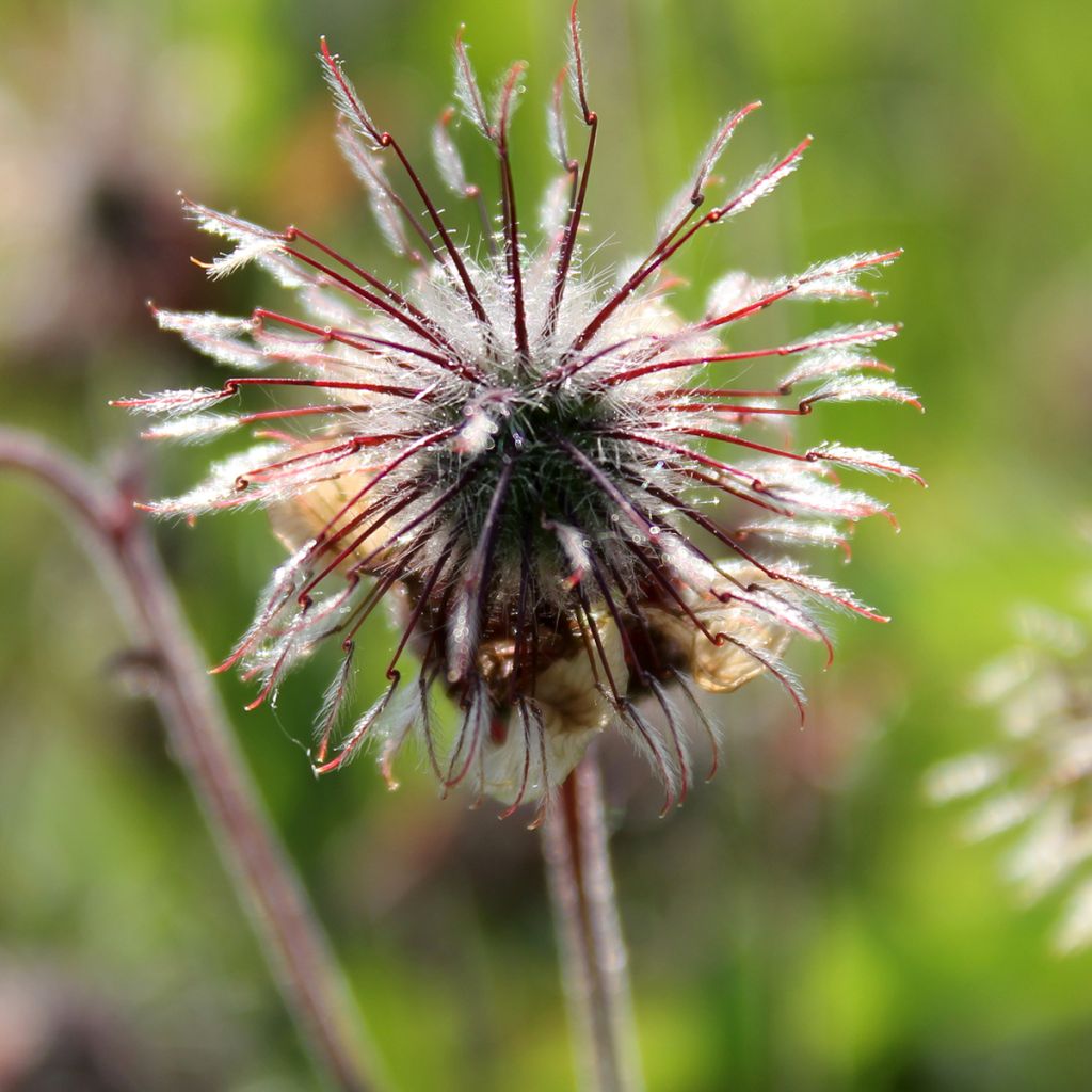 Geum rivale - Bach-Nelkenwurz