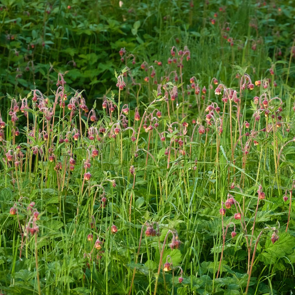 Geum rivale - Bach-Nelkenwurz