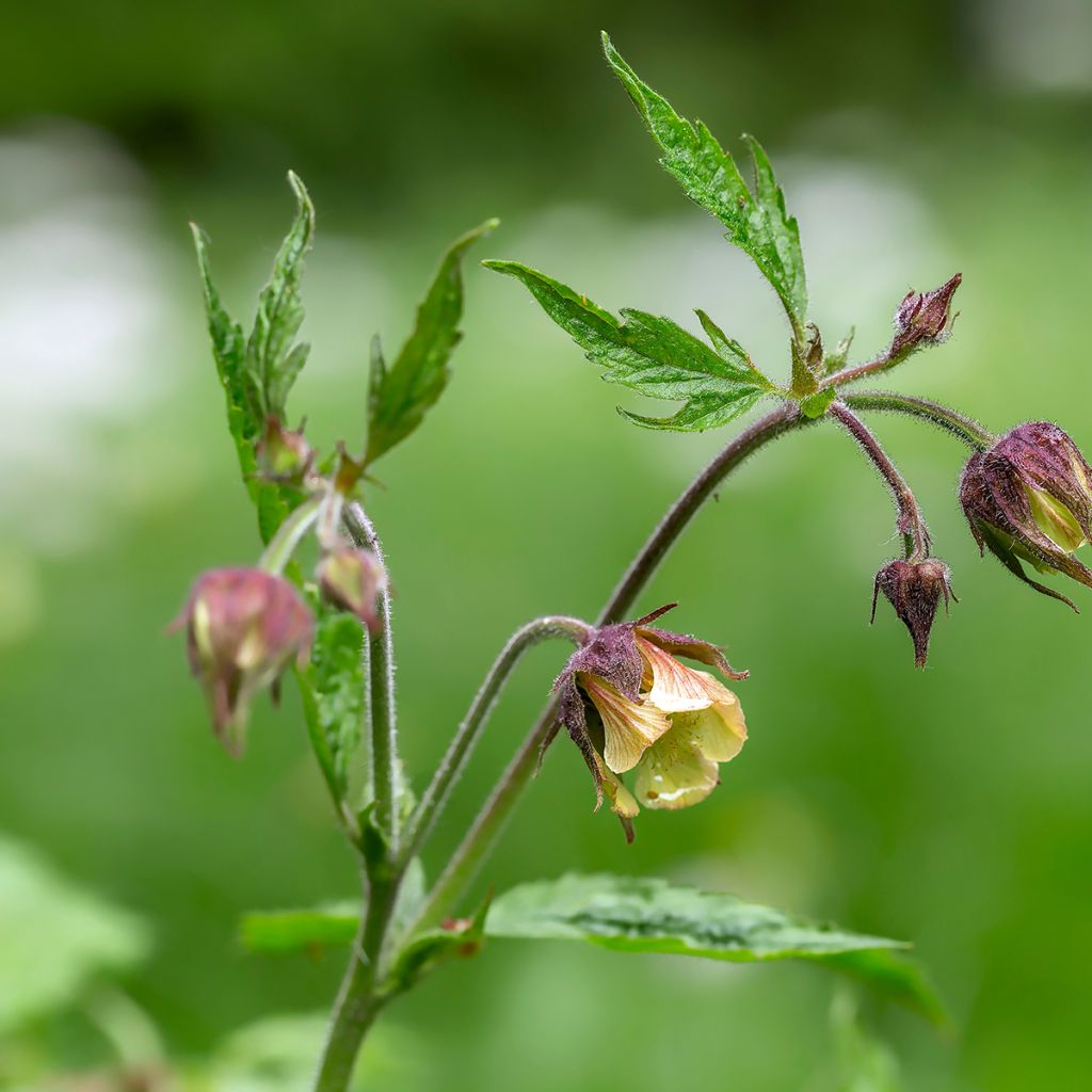 Geum rivale - Bach-Nelkenwurz