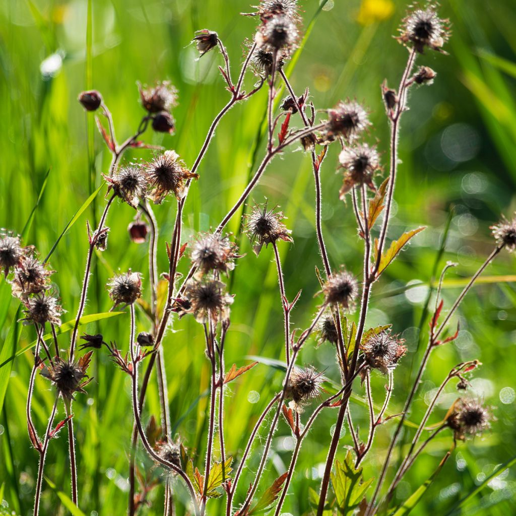 Geum rivale - Bach-Nelkenwurz