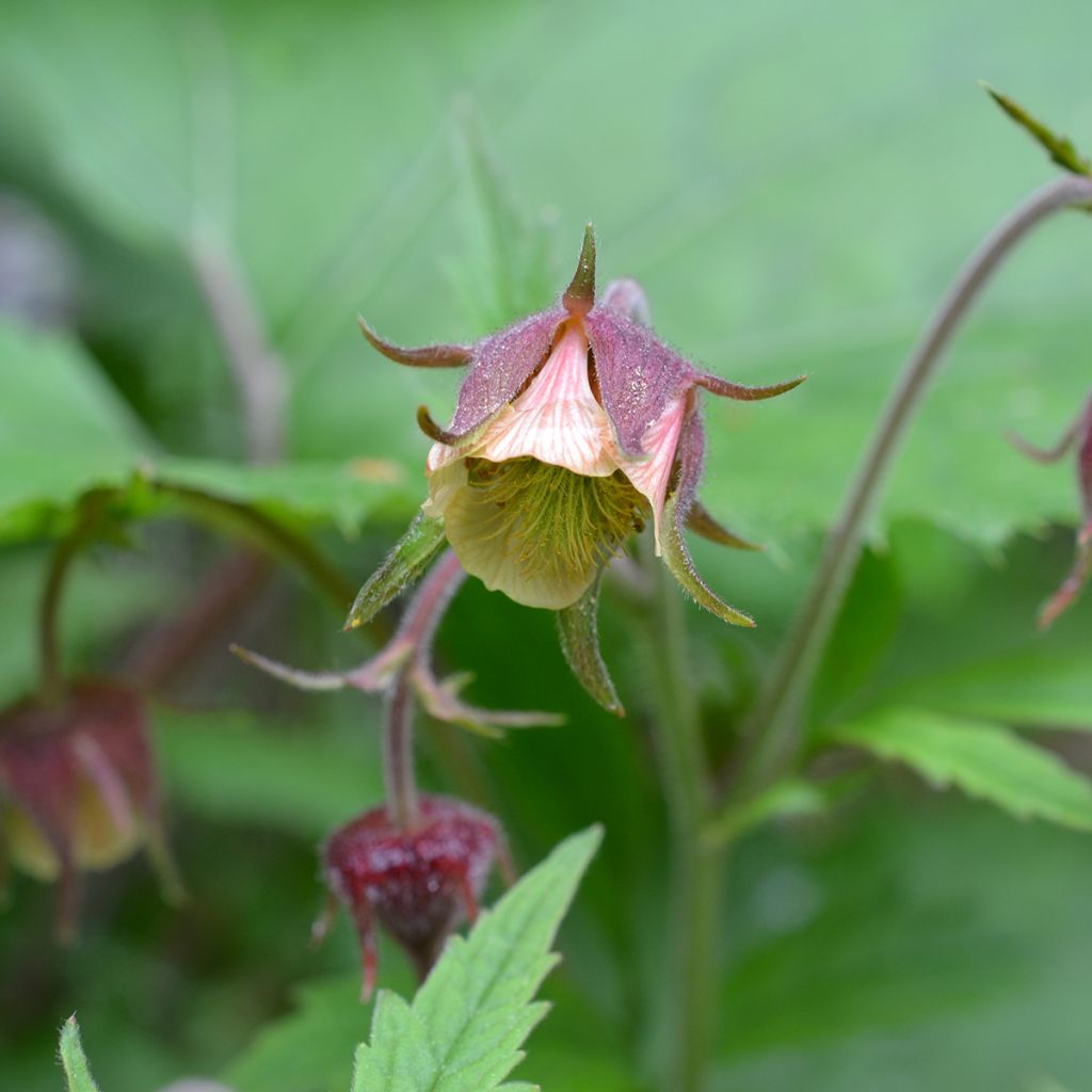 Geum rivale - Bach-Nelkenwurz